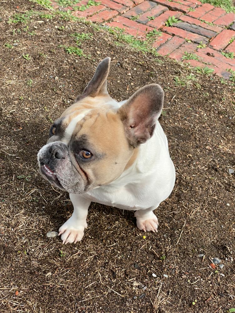 Pippa doing her signature head tilt in the yard